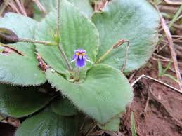 Image result for Craterostigma hirsutum