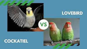 Lovebirds are herbivores, which means that they only eat plants. Cockatiel Vs Lovebird What Is The Difference 6 Main Differences Animalfate