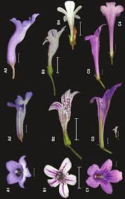 Image result for Streptocarpus myoporoides