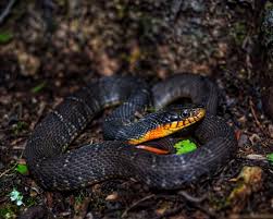 The red is usually visible on the throat and along the lower jaw. Plain Bellied Water Snake Facts Diet Habitat Pictures On Animalia Bio