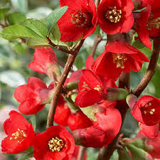 The flowers are followed by waxy, greeny yellow fruits and simple, toothed foliage. Flowering Quince For Early Spring Blooms