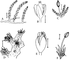 Image result for Tristicha trifaria