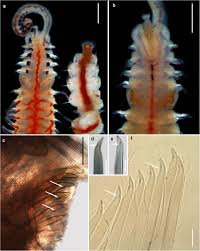 Image result for Nesaea polycephala