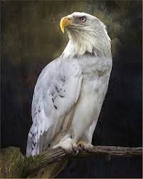 Black And White Eagle Painting White Eagle Owl Etsy Eagle Pictures Bald Eagle Eagle