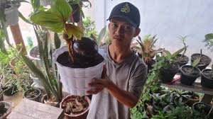 Apalagi, bonsai kelapa yang dijual memiliki keunikan dari bonsai kelapa lainnya. Ubah Kebosanan Menjadi Duit Pemuda Tapin Ini Raup Keuntungan Dari Bonsai Kelapa Banjarmasin Post