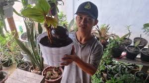 Apalagi, bonsai kelapa yang dijual memiliki keunikan dari bonsai kelapa lainnya. Ubah Kebosanan Menjadi Duit Pemuda Tapin Ini Raup Keuntungan Dari Bonsai Kelapa Banjarmasin Post