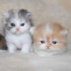 Minuet Kittens - PurrFurrably Unique!