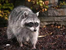 These raccoon control tips will help keep these creatures away: How To Get Rid Of Raccoons Raccoon Facts Photos Control