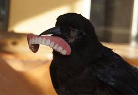 Man Saves Crow S Life Crow Steals Man S Teeth He Stole His Heart Then His Smile Pet Raven Crow Pictures Animals