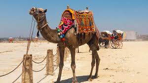 The camel's hump is a giant deposit of fat that lets the camel survive up to 2 weeks without food. Camel Giza Egypt My Mola