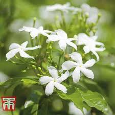 Check spelling or type a new query. Jasmine Shrubs For Sale In The Uk Thompson Morgan