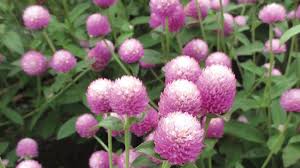 Image result for Sphaeranthus gomphrenoides