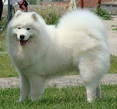 Samoyed Photos Pictures Samoyeds Samoyed Dogs Samoyed Dog Breeds