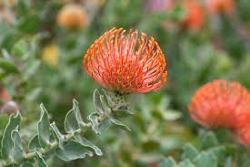 Image result for Leucospermum