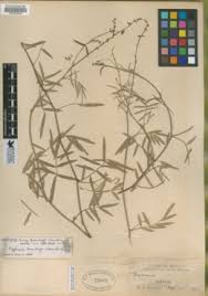 Image result for Tephrosia aequilata