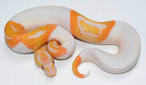 Pin On Ball Pythons