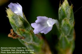 Image result for Elytraria