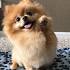 9 Wildly Cute Pomeranian Haircut Styles To Tame The Fluff