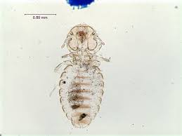 Image result for Lepidotrichilia