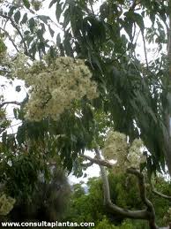 Image result for Eucalyptus torelliana