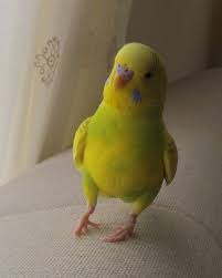 Sarisari Yesil In 2020 Budgies Bird Pet Birds Cute Birds