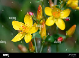 Image result for Hypericum peplidifolium