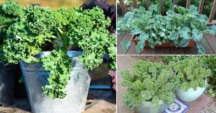 Allow a longer growing time for larger, mature leaves. How To Grow Kale In India Kale Plant Care India Gardening