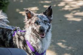 Mudi puppies for sale usa. Mudi The Rare Hungarian Herding Dog