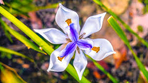 Don't miss out on japanese garden shrubs 2020 xmas deals Flowers In Japanese Proverbs