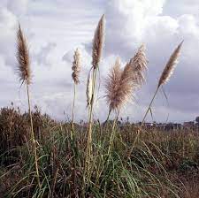 None on your list of plants are illegal. The 39 Most Invasive Plant Species In California Epic Gardening