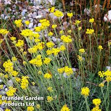 Image result for Helichrysum chasei