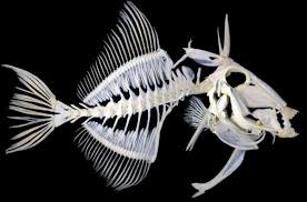 A Skeleton Of A Fish With Many Bones The Spines Of Its Back Begin Very Long And Sharp And Begin To Decrease I Animal Skeletons Fish Skeleton Fish Illustration