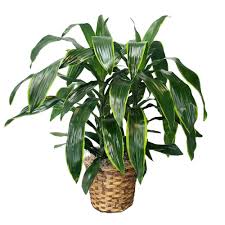 Image result for Dracaena laxissima