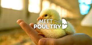 Hipra Meet The Poultry Curiosities Of Poultry Farming