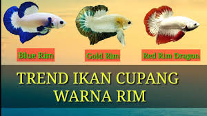 Cupang blue rim mulai dikenal di indonesia pada 2018 hingga sekarang. Ikan Cupang Blue Rim Gold Rim Red Rim Youtube