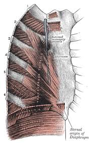 The back muscles can be three types. The Muscles Of The Thorax Human Anatomy