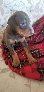 Mum and dad are vwd clear. Doberman Pinscher Puppies For Sale Buffalo Ny 286231