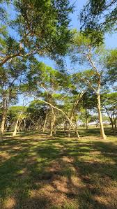Image result for Acacia xanthophloea