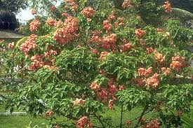 Image result for Pentas bussei