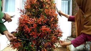 Maybe you would like to learn more about one of these? Tutorial Singkat Pemangkasan Tanaman Pucuk Merah Youtube