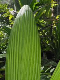 Image result for Curculigo latifolia