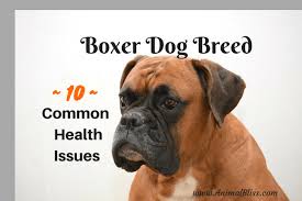 Tumor growth destroys healthy tissue, causing the bone to swell. Boxer Dog Breed Common Diseases 10 Common Boxer Health Issues