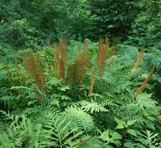 Image result for Osmundaceae