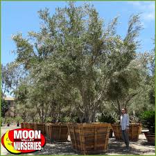 Hot sell artificial plant olive bonsai with fruits classic design high quality home decor plant. Central Valley Olives And Their Impact On Homeowners