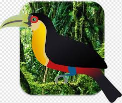 bird beak temminck s tragopan toucan quetzal toucan animals fauna bird png pngwing pngwing
