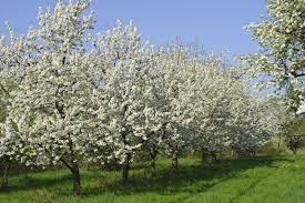Fruit Tree Distance Learn About Space Requirements For