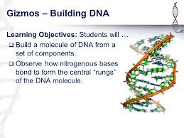 Watch this video to help you get started on the building dna gizmo. Topic 24 Dna Replication Ppt Video Online Download