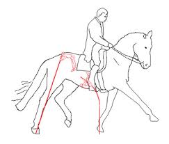 … draw the torso and neck of the horse. The Horse S Balance