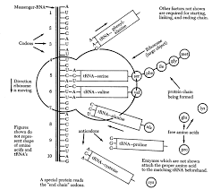 Transcription and translation worksheet as a derivative of large methods solution questions. Transcription And Translation Steps Diagram Google Search Transcription And Translation Biology Worksheet General Biology
