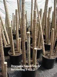 It has multiple crowns with the opportunity to produce a small spray of fragrant white flowers. Dracaena Massangeana Mass Cane Plant Growing And Care